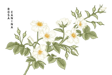 Sketch Floral decorative set. White Dog rose (Rosa canina) flower drawings. Vintage line art isolated on white backgrounds. Hand Drawn Botanical Illustrations. Elements vector.