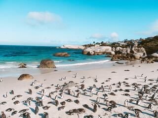 Tafelberg Kapstadt, Tablemountain Cape Town
