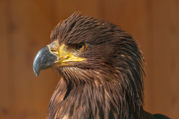 Portrait of a young bald eagle on a brown background.
