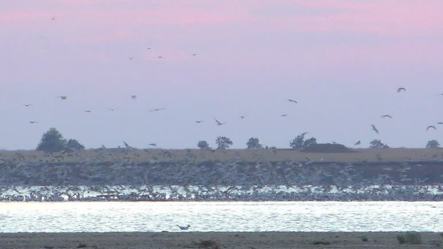 many birds fly over the lake in the evening 3