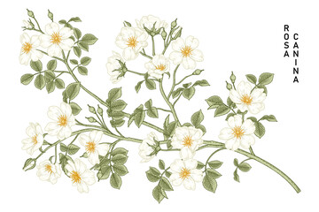 Sketch Floral decorative set. White Dog rose (Rosa canina) flower drawings. Vintage line art isolated on white backgrounds. Hand Drawn Botanical Illustrations. Elements vector.