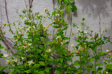 Daisy fleabane in front of a concrete wall also called Erigeron annuus, Feinstrahl or Berufkraut