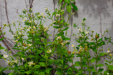 Daisy fleabane in front of a concrete wall also called Erigeron annuus, Feinstrahl or Berufkraut