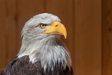 Side portrait of a bald eagle on a dark brown background. The eagle has a colored white head.