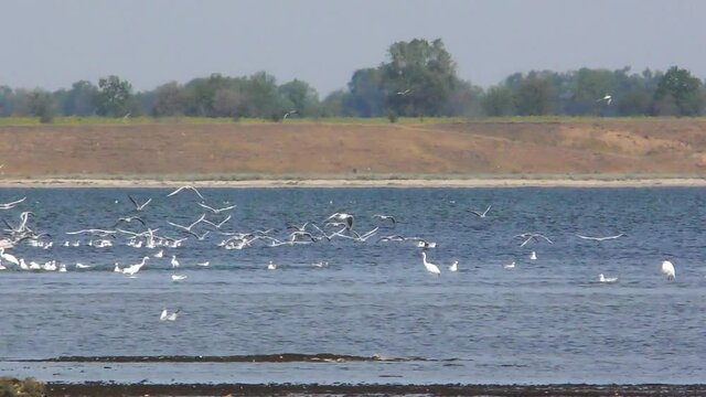 many birds on the lake, seagulls, pelicans