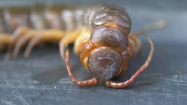 close up of predatory centipede eating insect