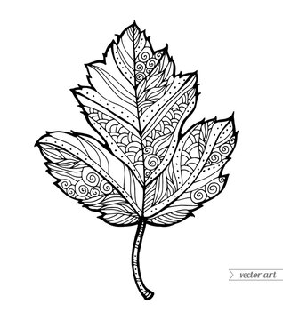 Single autumn leaf. Hand drawn artwork. Zentangle, doodle, tattoo. Woodcut style. Coloring book page for adults and kids. Black and white