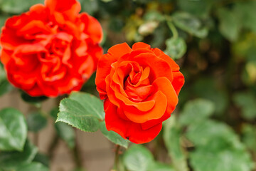 Detail of red garden rose on blurry green background. Roses for Valentine Day,Birthday,Anniversary.Background of flowers.Beautiful blooming rose close up.Spring flower selective soft focus