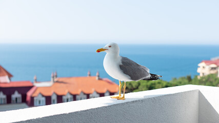 seagull stands on the parapet of the balcony and looks into the camera. Beautiful seascape on a sunny summer day. banner.