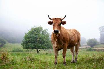 Vaca c&aacute;ntabra en prado con niebla