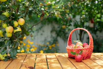 ripe apples in a wicker basket on a wooden table and apple branches on a blurred background....
