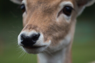 Close-up view of the snout of a fallow deer (Dama dama)