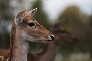 Portrait of a female fallow deer (Dama dama)