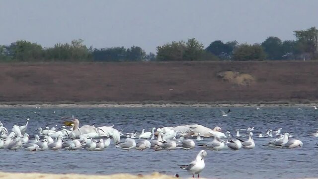 pelicans and other birds on the lake