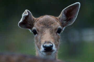 Portrait of a young fallow deer (Dama dama) bending its right ear