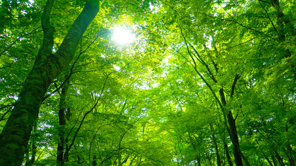 Naklejka premium 初夏の森林の木漏れ日