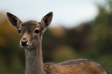 Portrait of a young fallow deer (Dama dama)