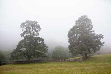 Árboles en paisaje con niebla. Cantabria.