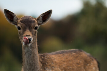 Naklejka na ściany i meble Portrait of young fallow deer (Dama dama) licking its nose