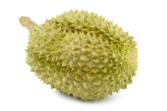 King of fruits, durian isolated on white background. with clipping paths. an oval spiny tropical fruit containing a creamy pulp. Despite its fetid smell, it is highly esteemed for its flavor.
