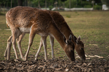 Naklejka na ściany i meble Two fallow deers (Dama dama) grazing in a pasture and peeling their winter coat
