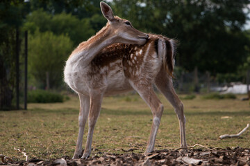 Young fallow deer (Dam dama) grooming itself