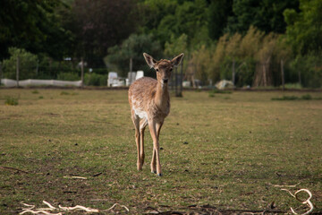 Young fallow deer (Dama dama) walking forward
