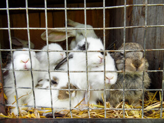 rabbit in a cage © Kamila