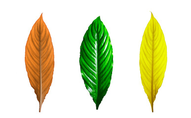 Green, yellow and orange leaves of a plant isolated on white background