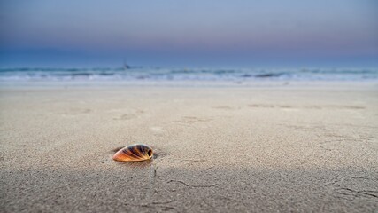 seashell on the beach at sunrise