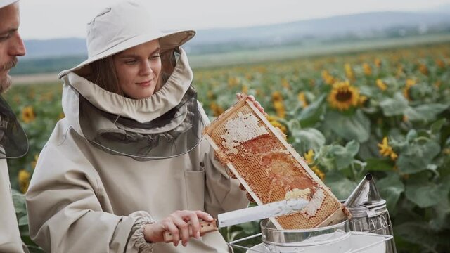 A family of beekeepers is engaged in the honey industry in a field with sunflowers.Healthy Organic Food in Apiary or Farm