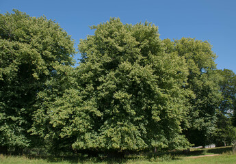 Summer Foliage of a Common Linden or Lime Tree (Tilia x europaea) Growing in a Park in Rural Devon,...
