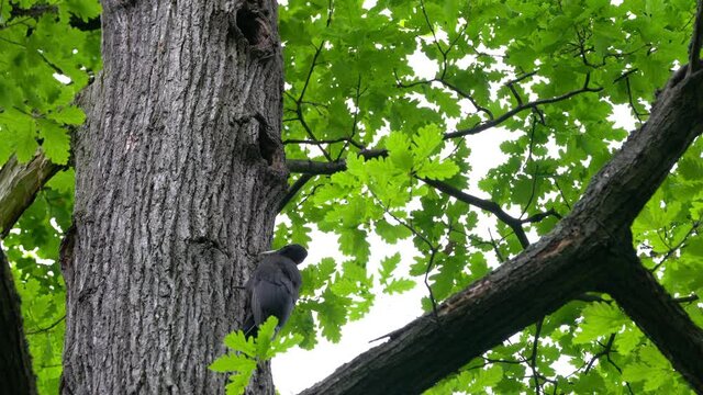Black Woodpecker on tree near nest in forest, female (Dryocopus martius) - (4K)