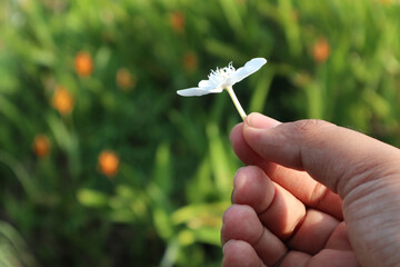 Holding a one pieces jasmine or daisy flowes as  poster background material