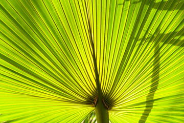 Vegetation on Mauritius. Walking in the garden. Springtime in the garden on Mauritius 