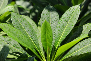 Drops of water on the leaves of Frangipani trees.