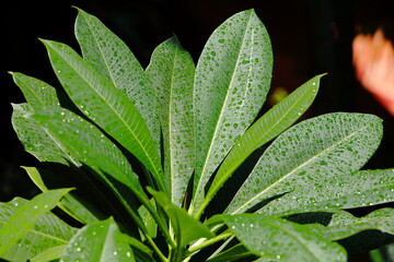 Drops of water on the leaves of Frangipani trees.