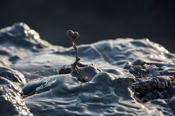Splashes of the mud, breaking out of the crater of mud volcano