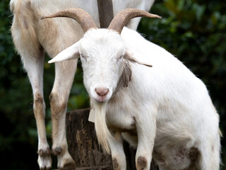Obraz premium ヤギ