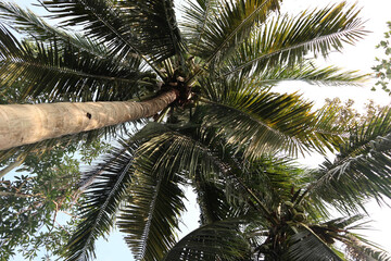 coconut palm tree on blue sky