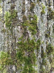 
Bark with moss is uneven and old close-up texture.