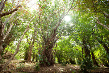 Vegetation on Mauritius. Walking in the garden. Springtime in the garden on Mauritius 