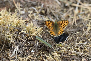 grüne Raupe - Falter 