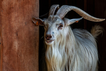 Goat © advert2do