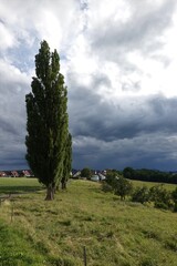 Trees before the storm