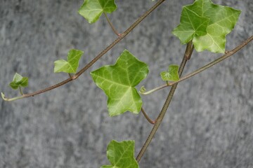 Ivy on the vine
