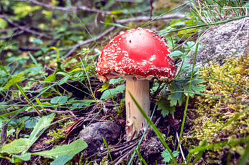 Amanita muscaria