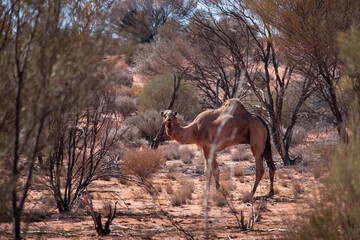 Wild afghan camel in the savannah. Central Australia. Northern Territory NT, Australia