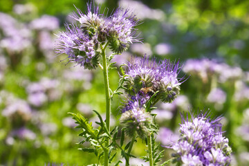 Lacy phacelia flower, blue tansy or purple tansy