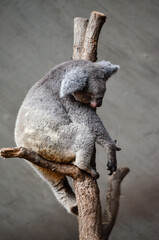 Koalas en el Zoo de Zurich